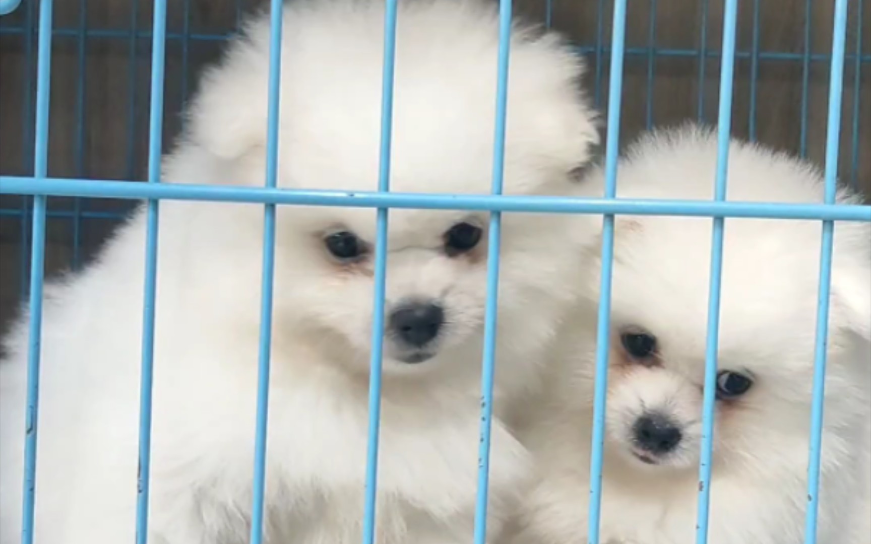 平平无奇的两只傻狗