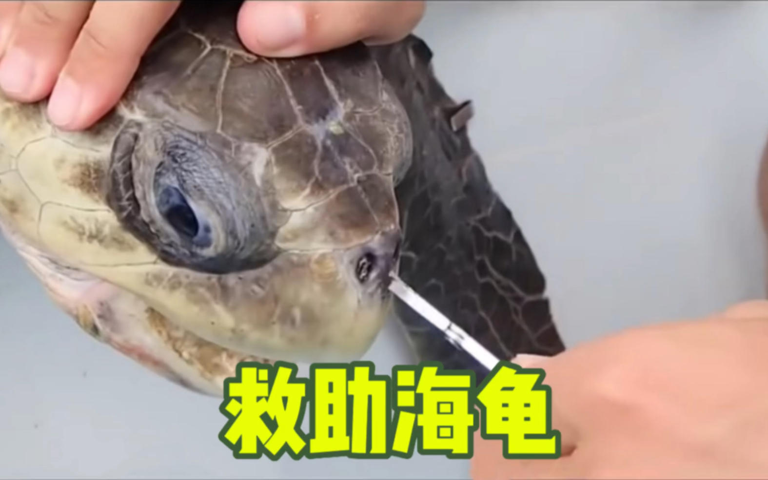 海龟鼻孔抠出一根10多米长的塑料吸管,小伙都惊呆了