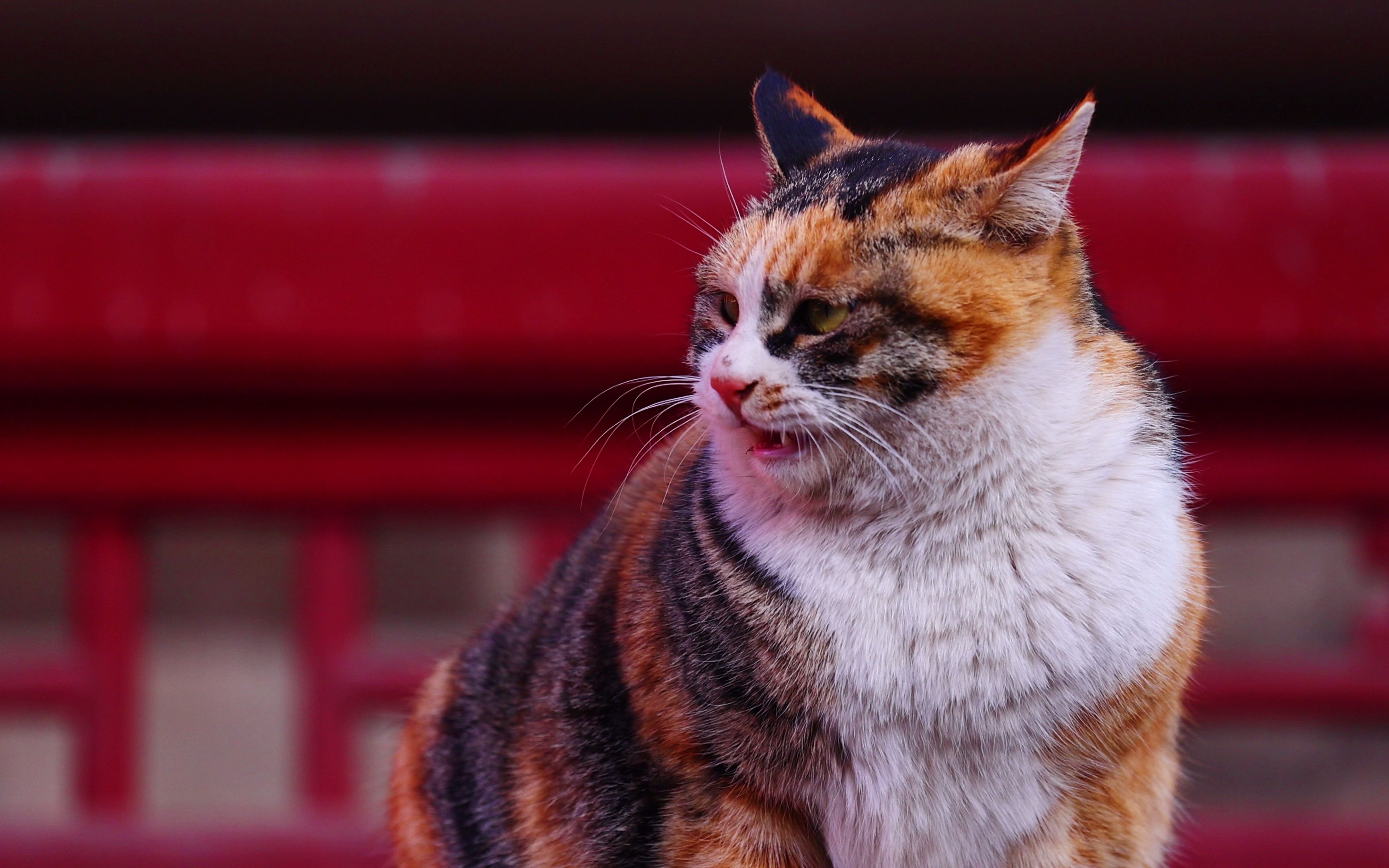 大型干饭现场丨带爪侍卫故宫猫小小崽儿和如意4k/120p_哔哩哔哩 (゜