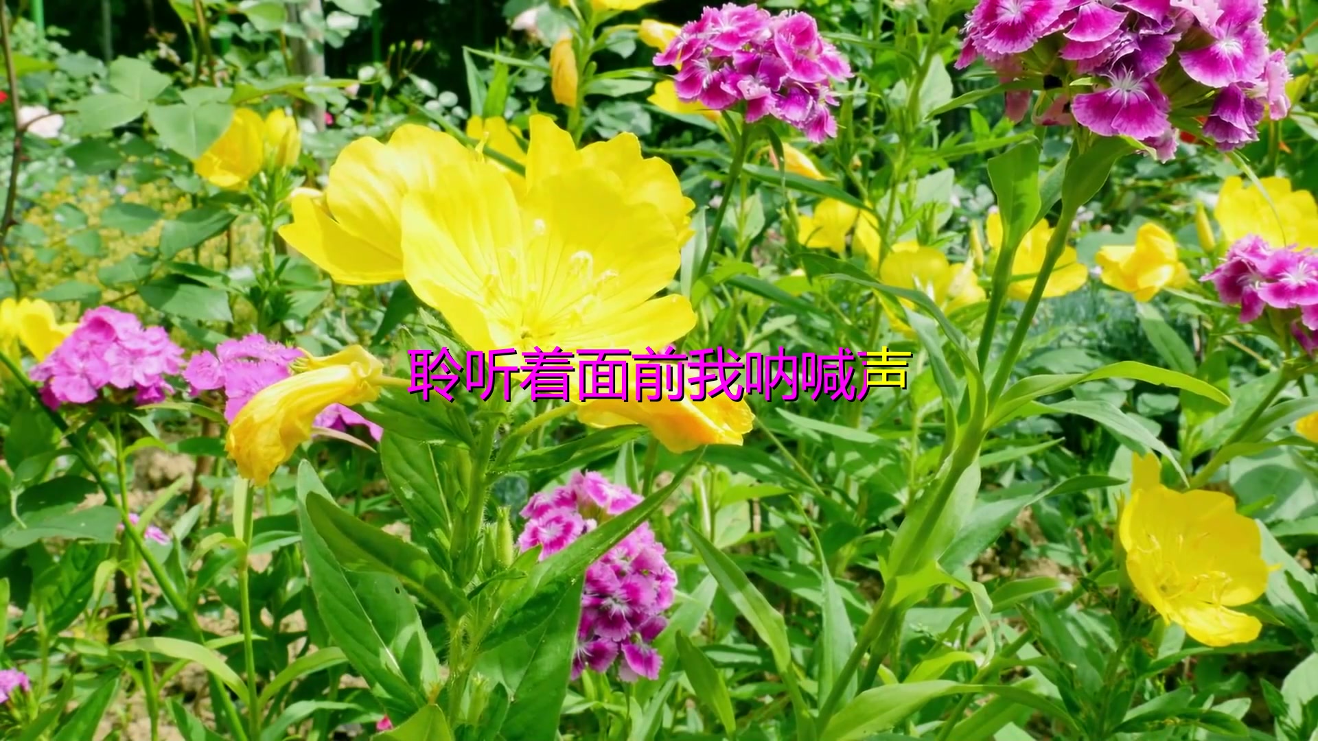 经典老歌30首《聆听》哔哩哔哩bilibili