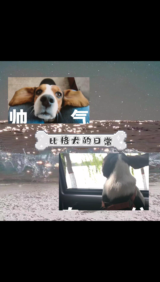 【比格犬】狩猎时刻!宝想要,宝得到,宝撕掉!哔哩哔哩bilibili