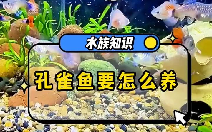 刚买回来的孔雀要怎么养?哔哩哔哩bilibili