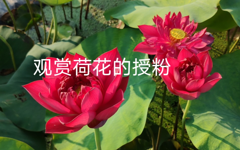 [图]荷花以异花授粉为主，早上五六点授粉（晚点蜜蜂虫子会把花粉盗走），采取第二天开花的雄蕊（雄蕊能看到花粉爆出），放到第一天开的莲台柱头上即可。