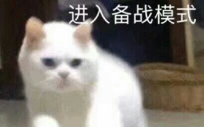 当寝室养了一只猫后,室友和猫都疯掉了哔哩哔哩bilibili