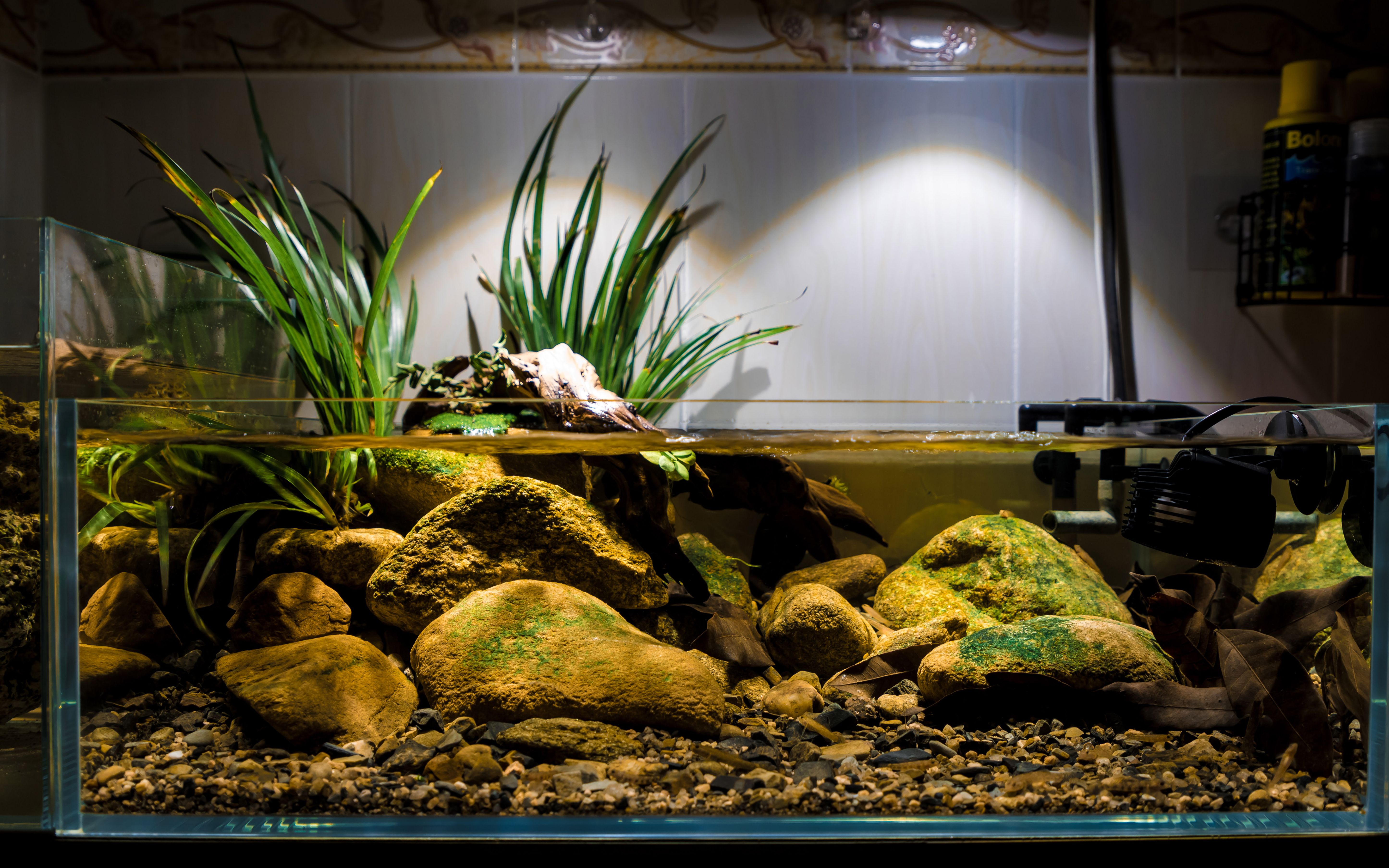 租房的原生缸不会剪辑视频将就看看就好缸里生物有溪吻和电光都是幼鱼