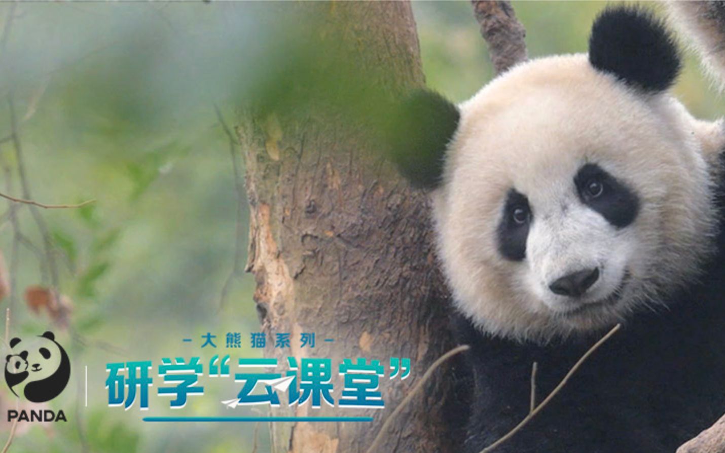 必修课4:大熊猫的行为学 | 大熊猫系列研学"云课堂"
