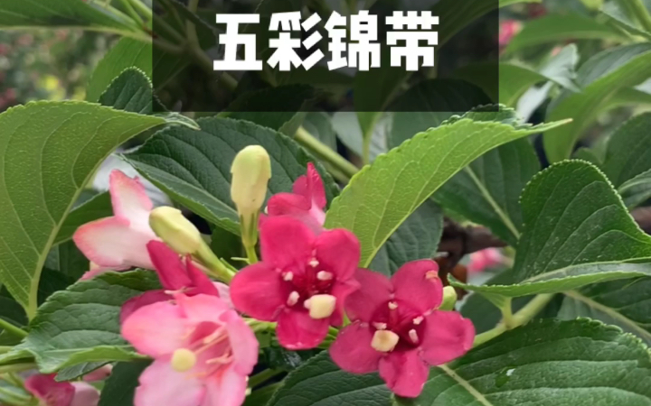 五彩锦带,一树多色花,太好看了哔哩哔哩bilibili