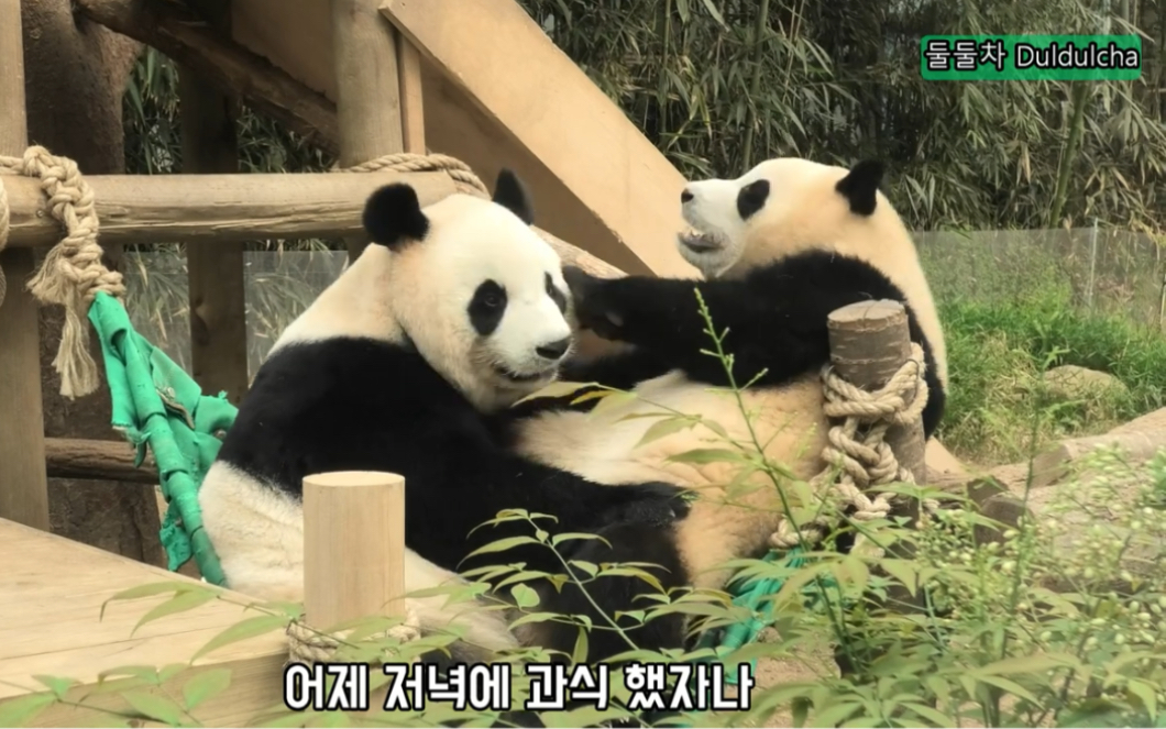 大熊猫福宝华妮 日常互rua 220426