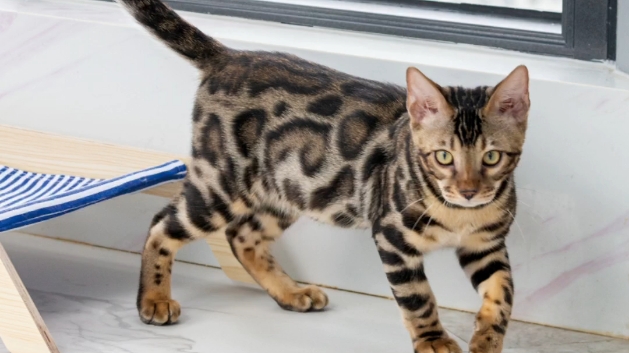 现猫可选丨孟加拉豹猫金豹