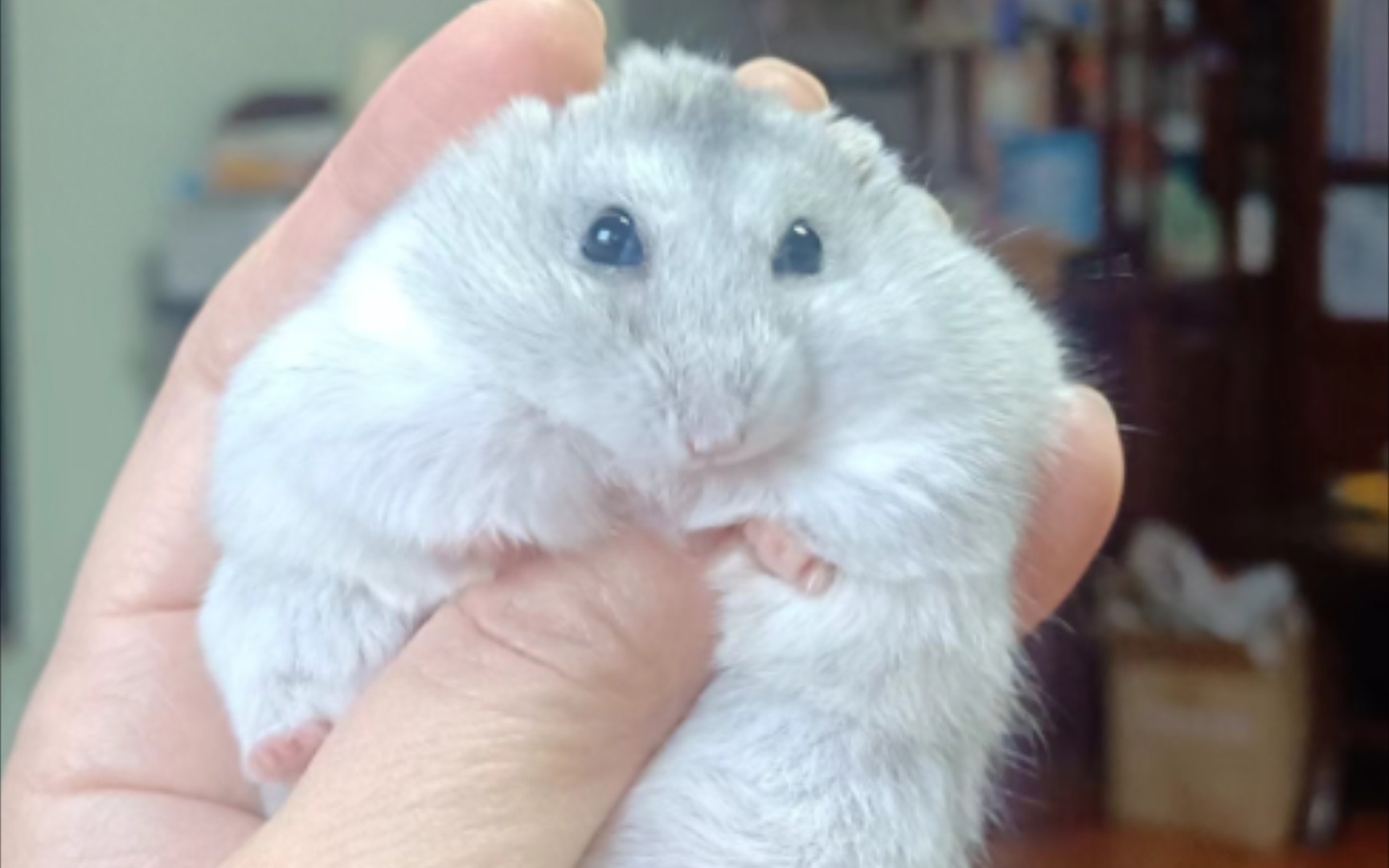 二豆,生命在于运动