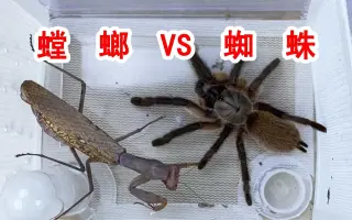 昆虫实验 搜索结果 哔哩哔哩 Bilibili