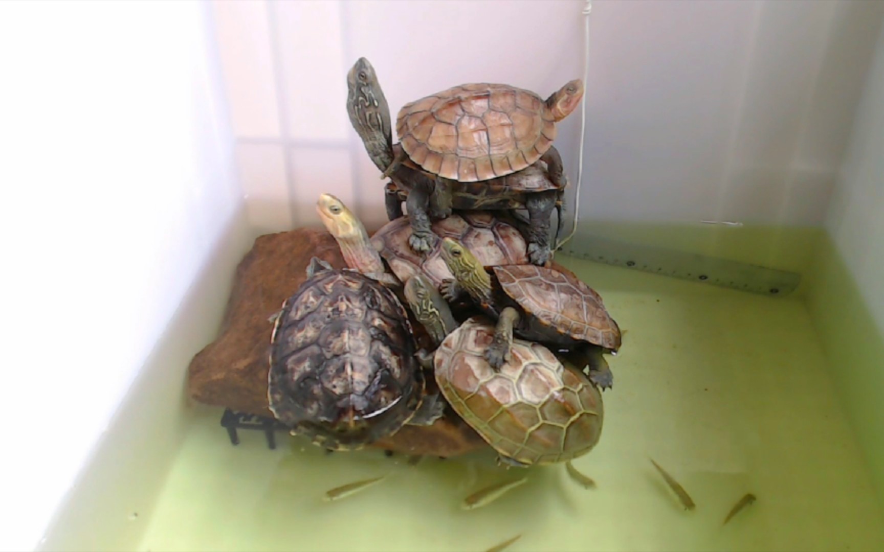 对乌龟来说,没有什么事是比每天叠罗汉更重要的了_哔哩哔哩_bilibili