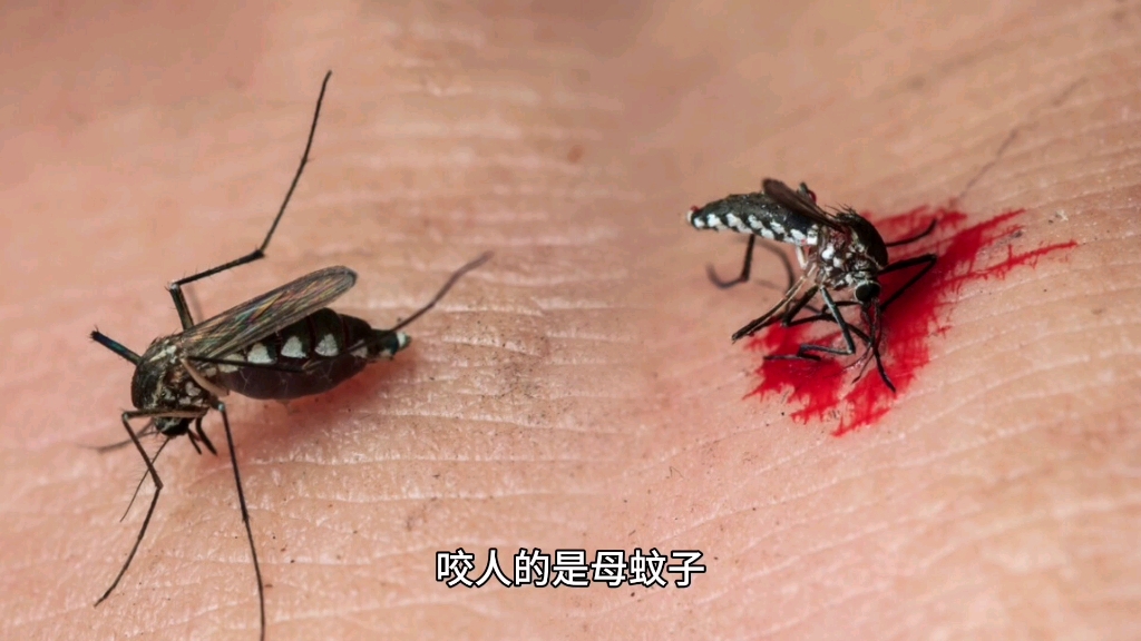 只有母蚊子吸血