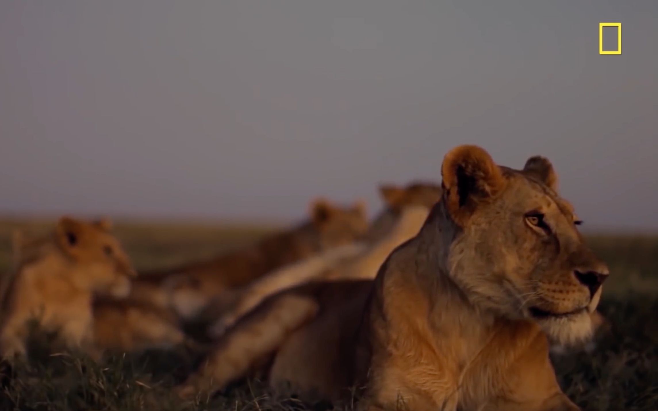 [图]【双语字幕】肯尼亚保护狮子项目 美国国家地理Warrior Watch: Protecting Kenya's Lions 1080P