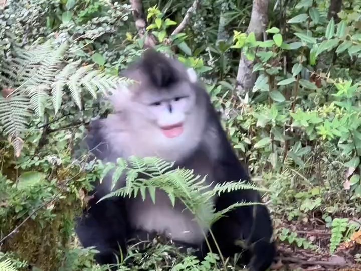 好可爱,长得跟个鬼一样的滇金丝猴.云南的猴子都这么抽象!