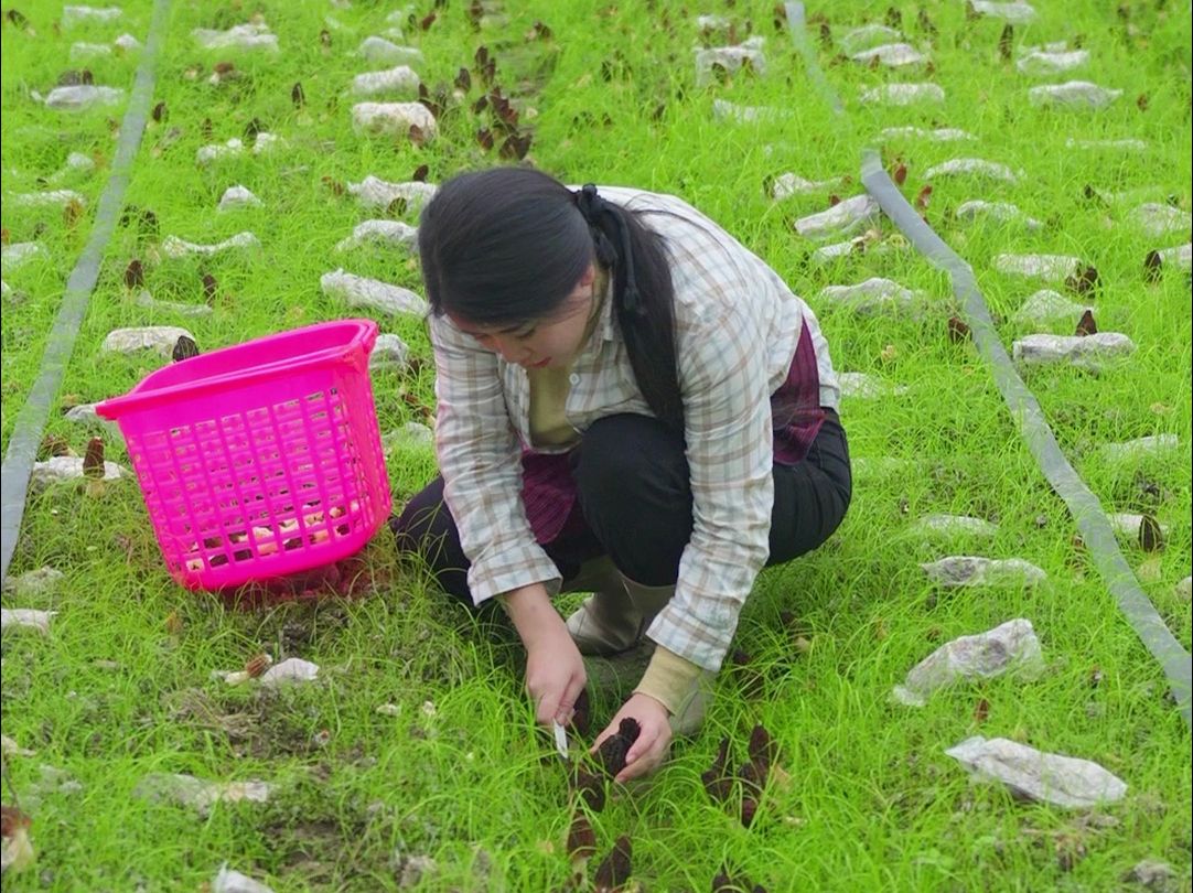 脚下有泥土,心中有责任.从事农业后才知道种业人背后的艰辛,农业没有捷径可走,只有良心和坚持ⷮ哔哩哔哩bilibili