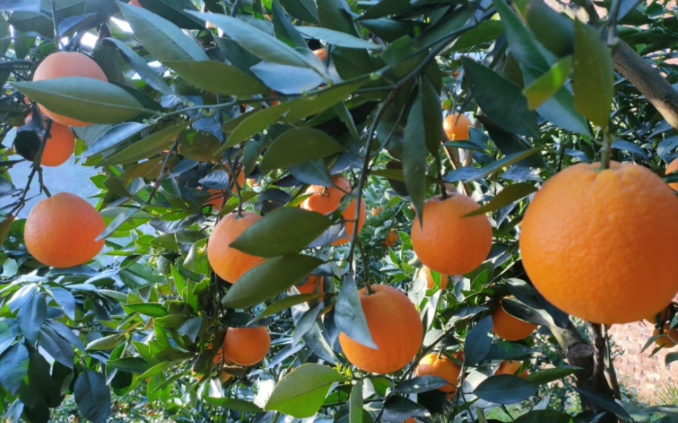 橙子是长在树上的哟