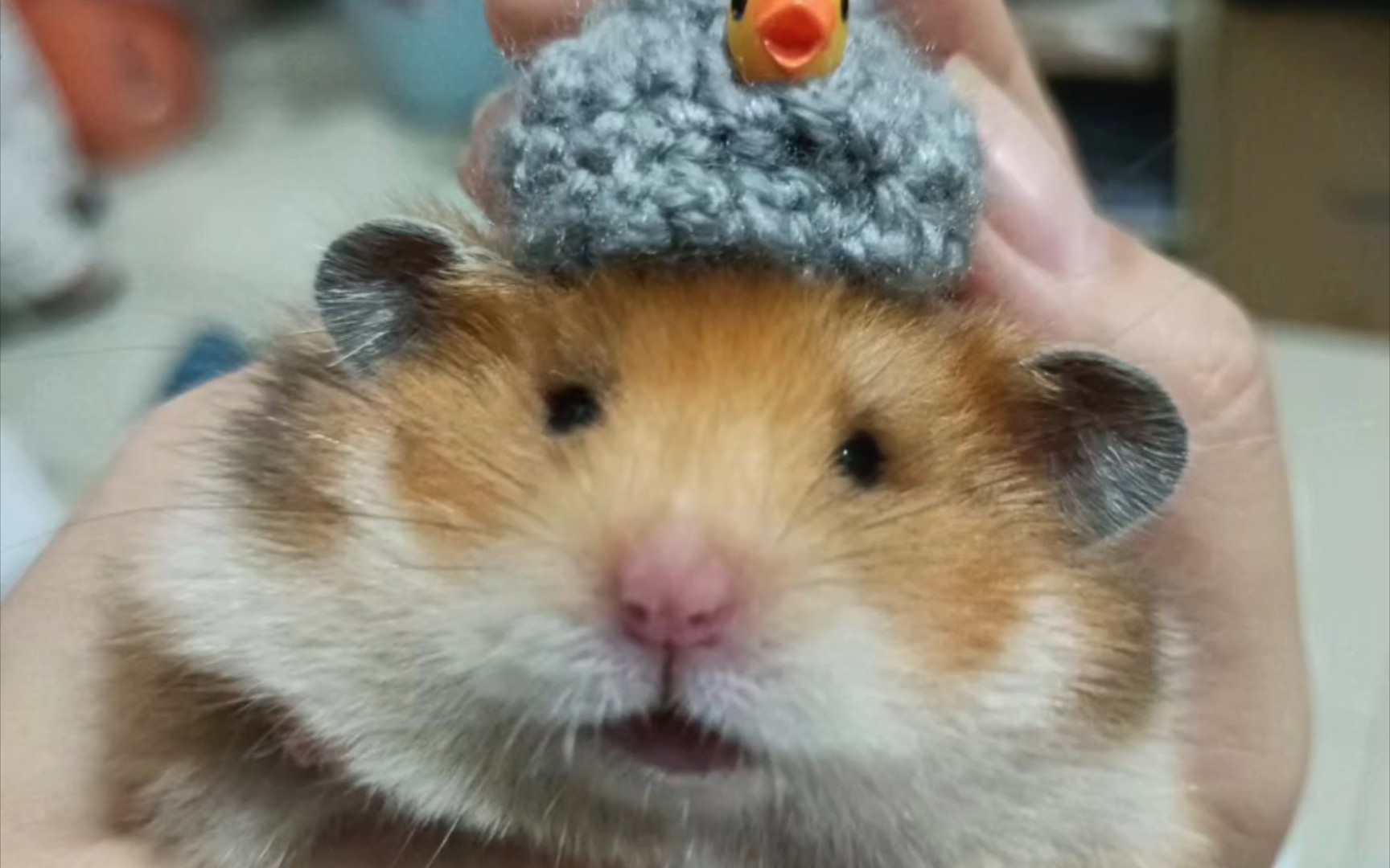 舍友的鼠大王,超可爱786178