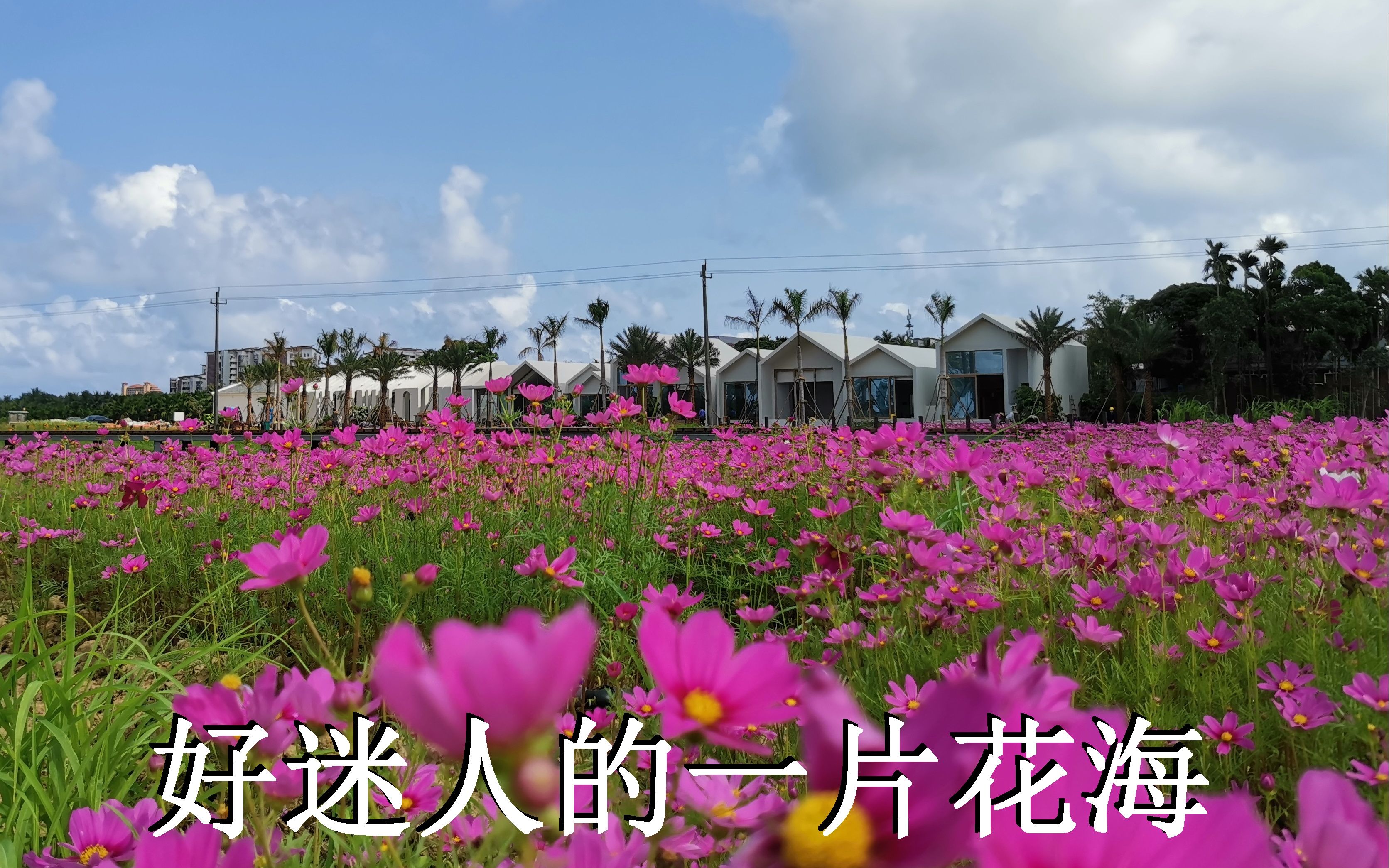 [图]迷人的花海，藏在海南博鳌泉河边的美丽乡村中，免费参观风景优美