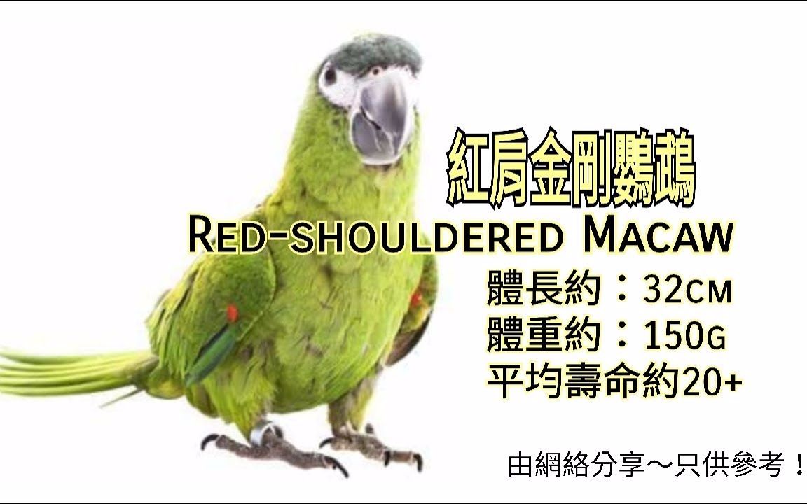 鹦鹉品种分享介绍 ~红肩金刚鹦鹉 (Redshouldered Macaw) 迷你金刚鹦鹉 (Mini macaw)哔哩哔哩bilibili