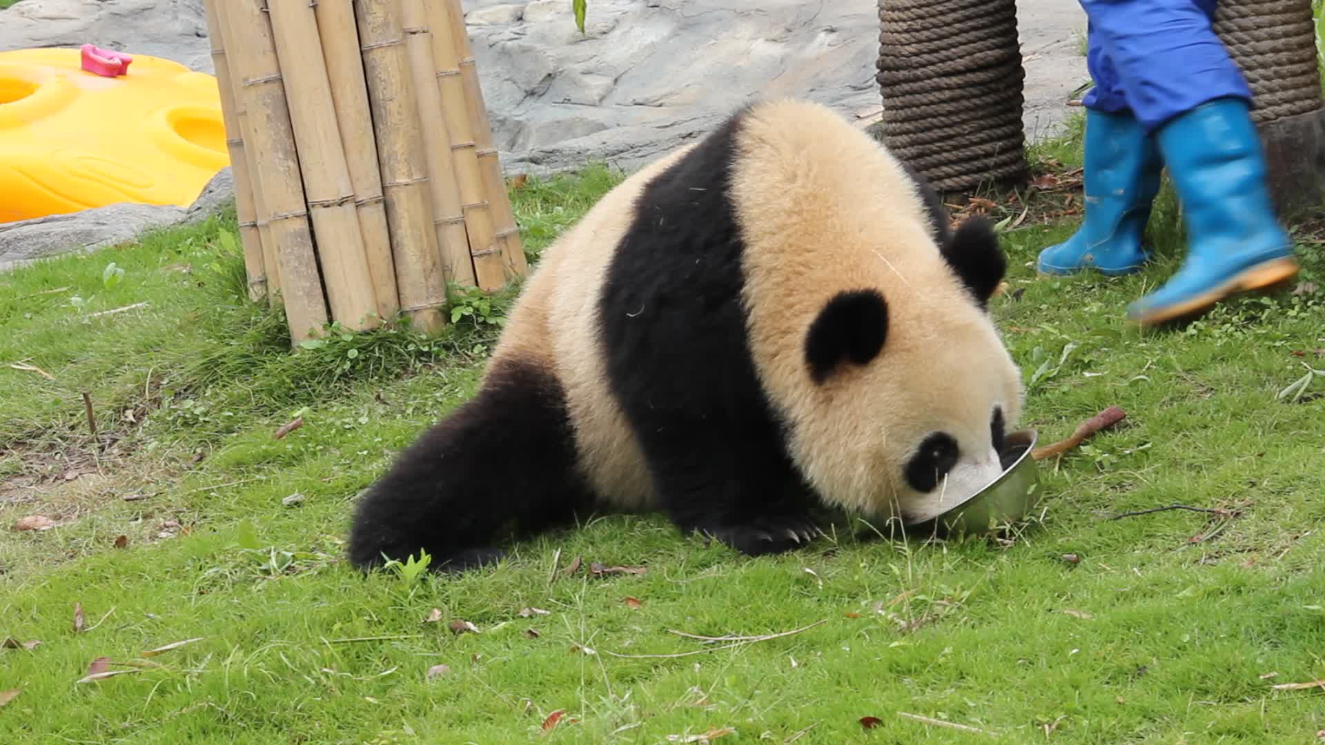 【大熊猫】芊金摔下树 势如破竹_哔哩哔哩 (゜-゜)つロ 干杯~-bili