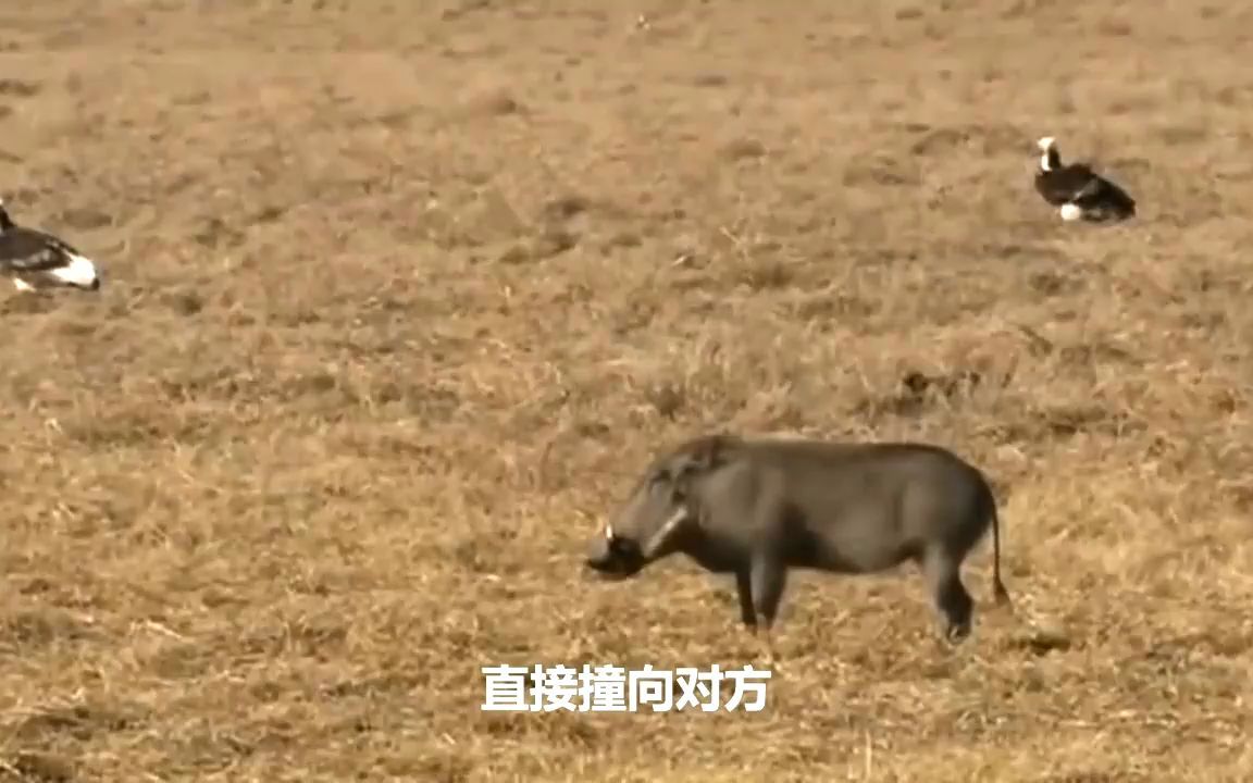 [图]可怕的一幕……小猪勇敢地袭击了疯狮子以救它的幼崽！