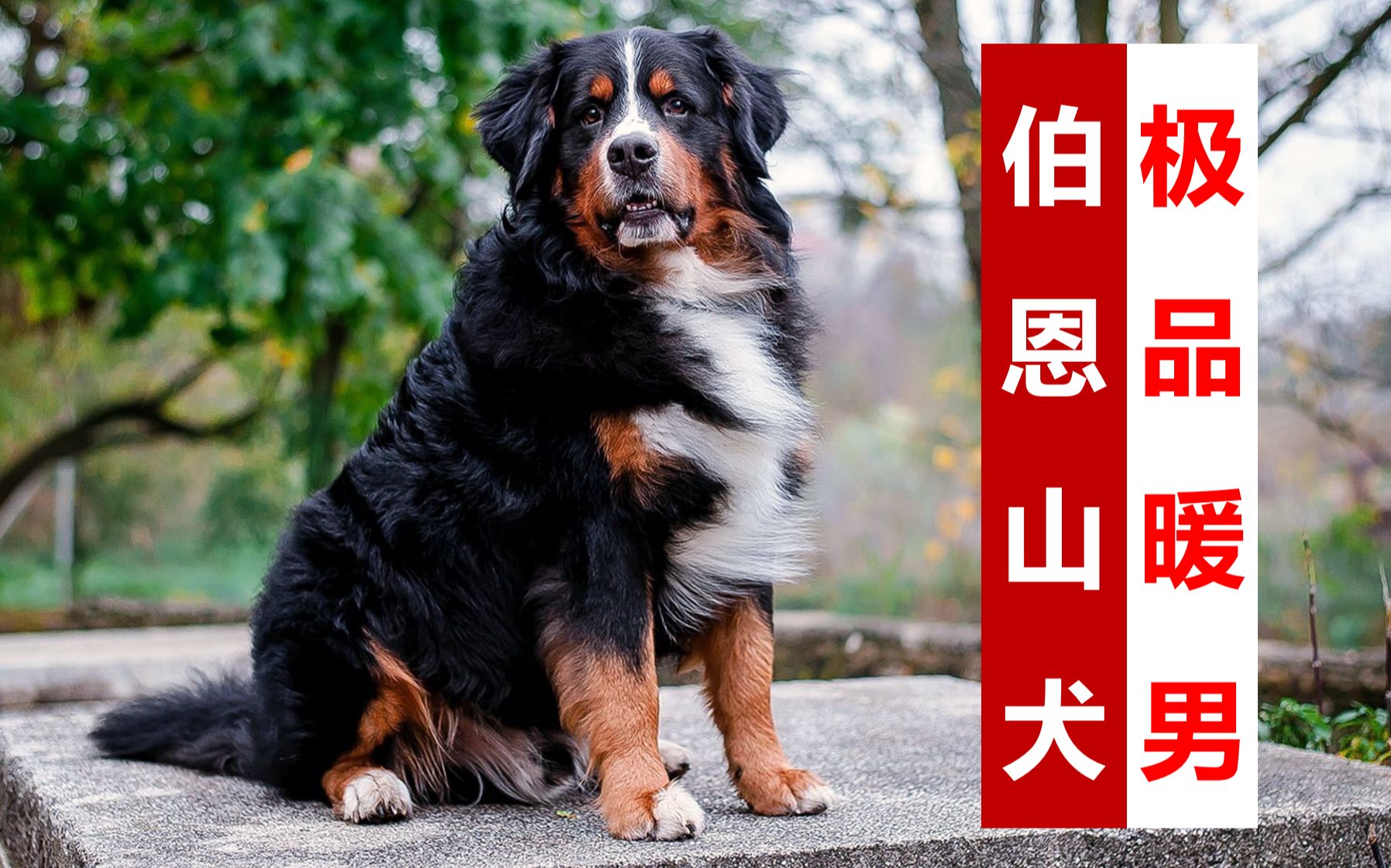 伯恩山犬体重图片