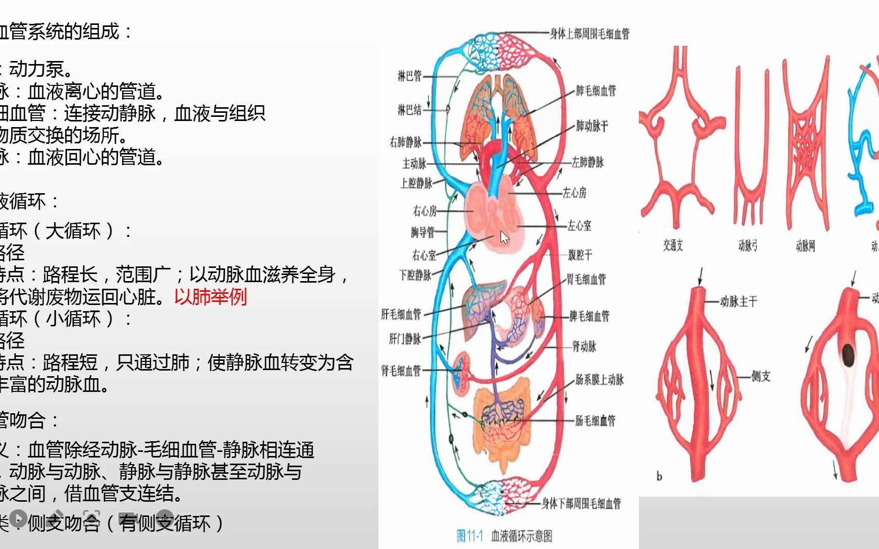 [图]系统解剖学-心血管系统之总论