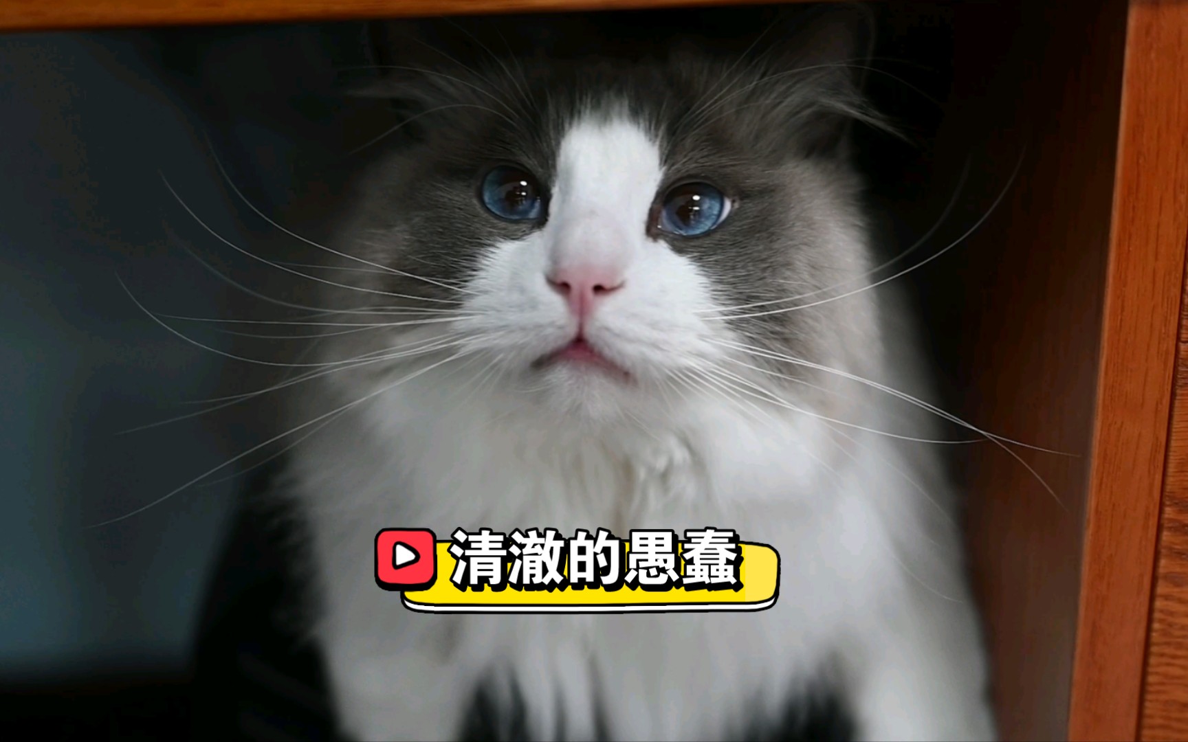 【毛毛的日常】我称之为"清澈的愚蠢"