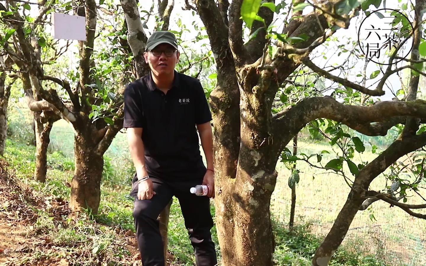 [图]冰岛村委会最甜的茶村·地界|三茶六局第27局