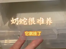 Télécharger la video: 奶蛇挂了，哭。但是黑王却很活跃，摸一下，它连自己都万咬的狠蛇。