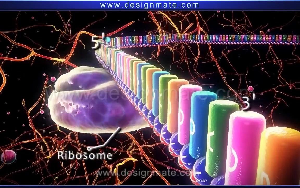 Life Science  Protein synthesis (Translation)哔哩哔哩bilibili