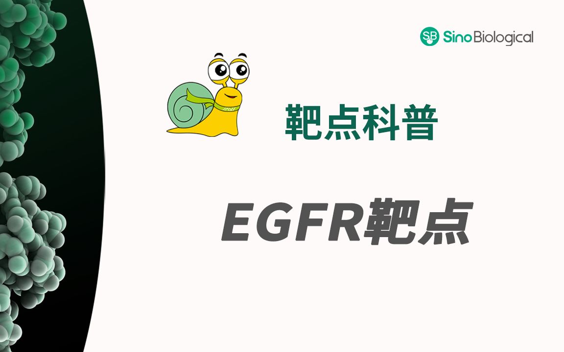 EGFR靶点科普60秒文末福利哔哩哔哩bilibili