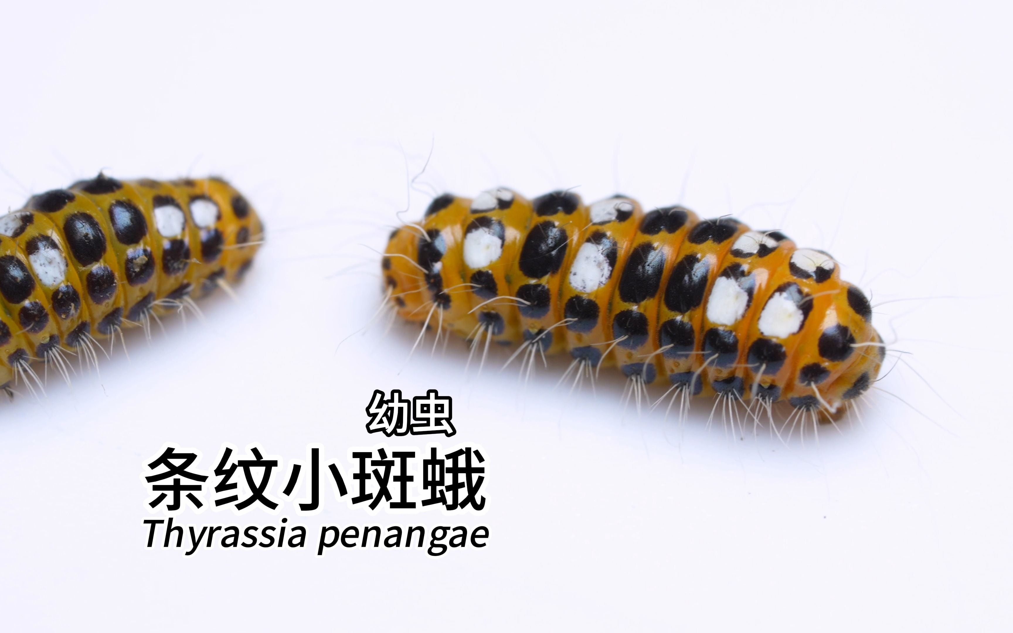 [4K]条纹小斑蛾 Thyrassia penangae 幼虫哔哩哔哩bilibili