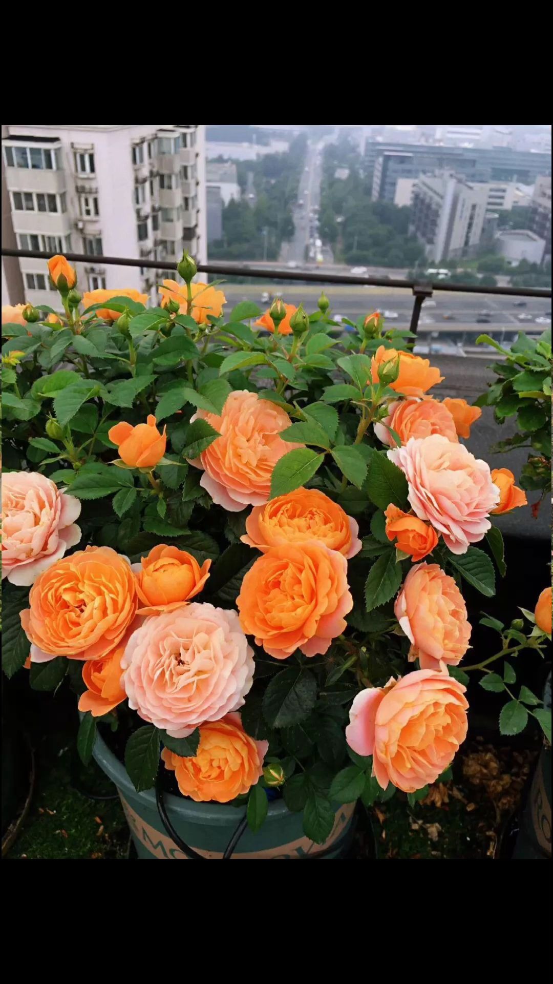 第三集丨月季的果汁阳台真的是新手养花的福利养花