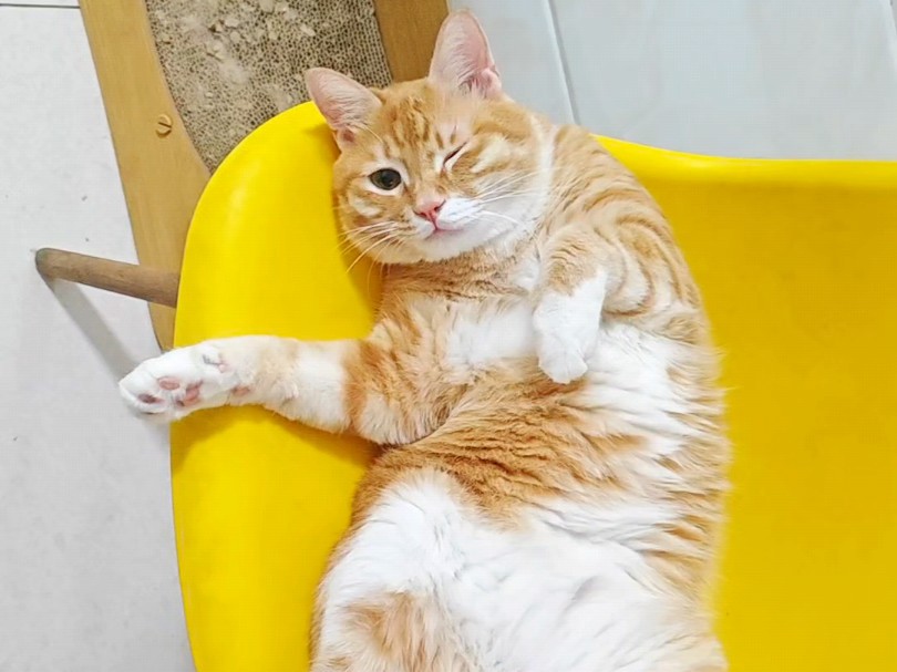 谁家小猫这样躺的呀