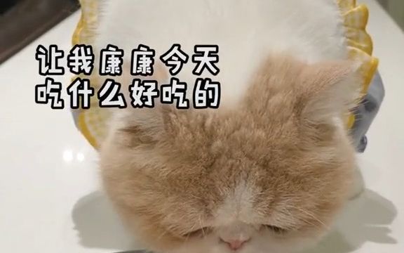 你见过猫咪吃虾吗?哈哈哈哈太好吃了!哔哩哔哩bilibili