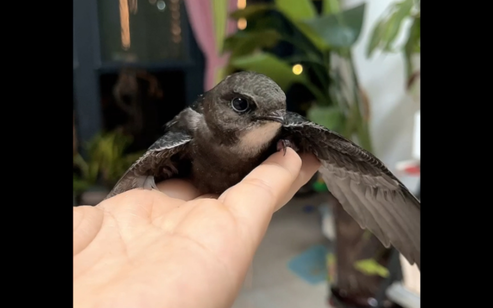 救助白腰雨燕第四天,会小飞一段了_哔哩哔哩_bilibili