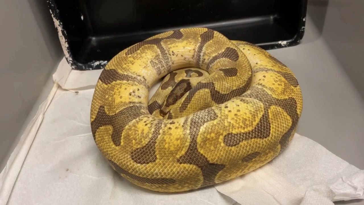 球蟒-红尾蚺-spectacular albino boa litter! june 26, 2020