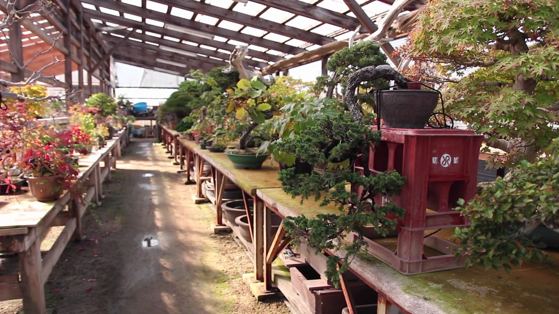 活动作品日本内池地盆景园获奖作品集下