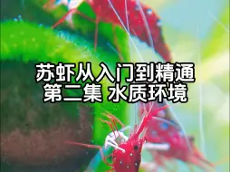 下载视频: 苏虾从入门到精通，自来水就能养