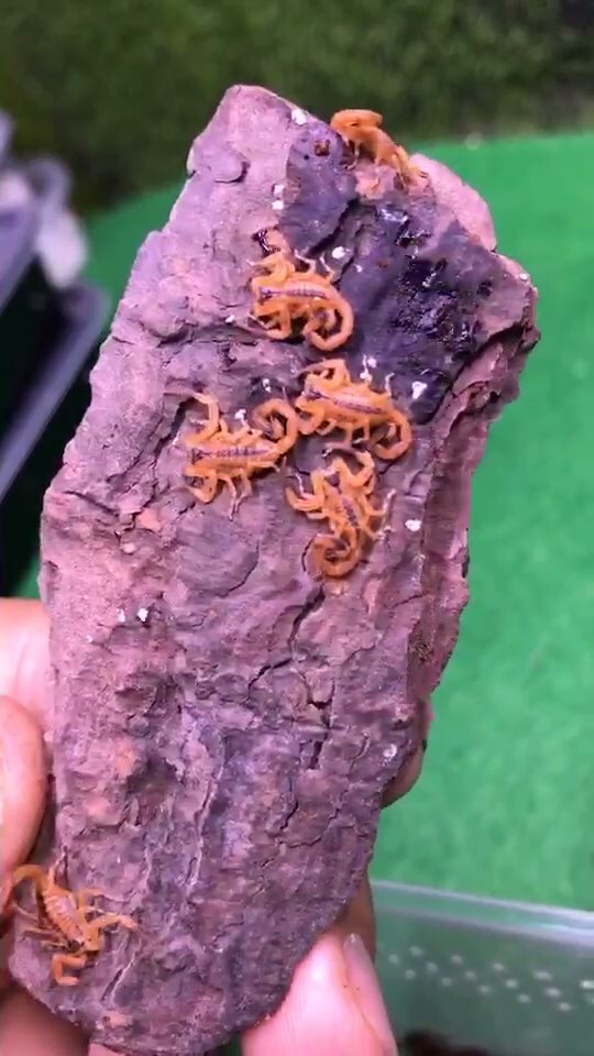 单性繁殖蝎子,金幽灵,宠物蝎子