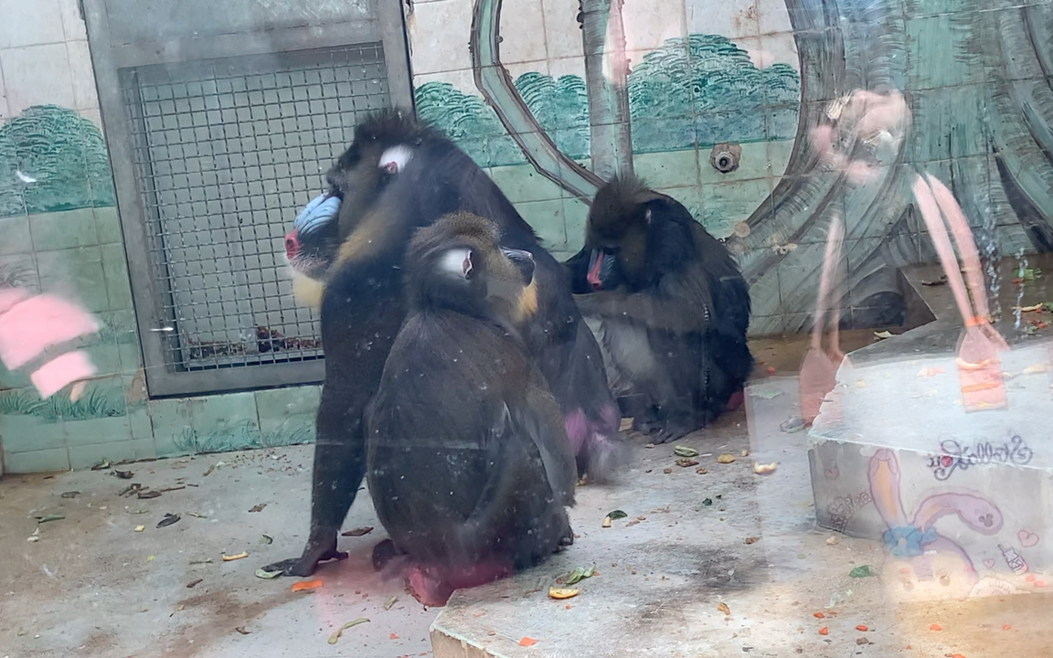 上海动物园灵长类猴类合集