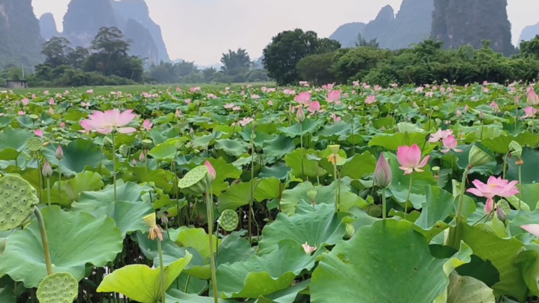 day3:阳朔游记 ,租辆小电动出发十里画廊!