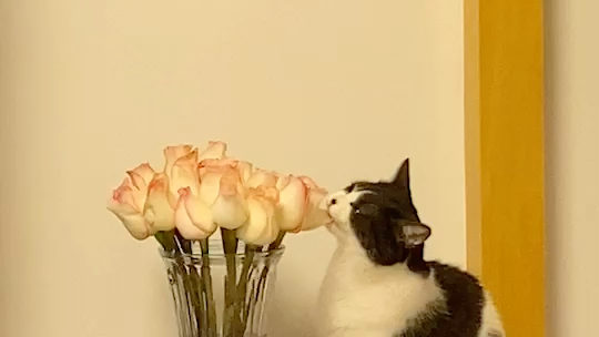 执着吃花的猫咪