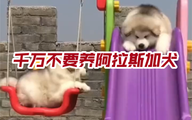 千万不要养阿拉斯加犬哔哩哔哩bilibili