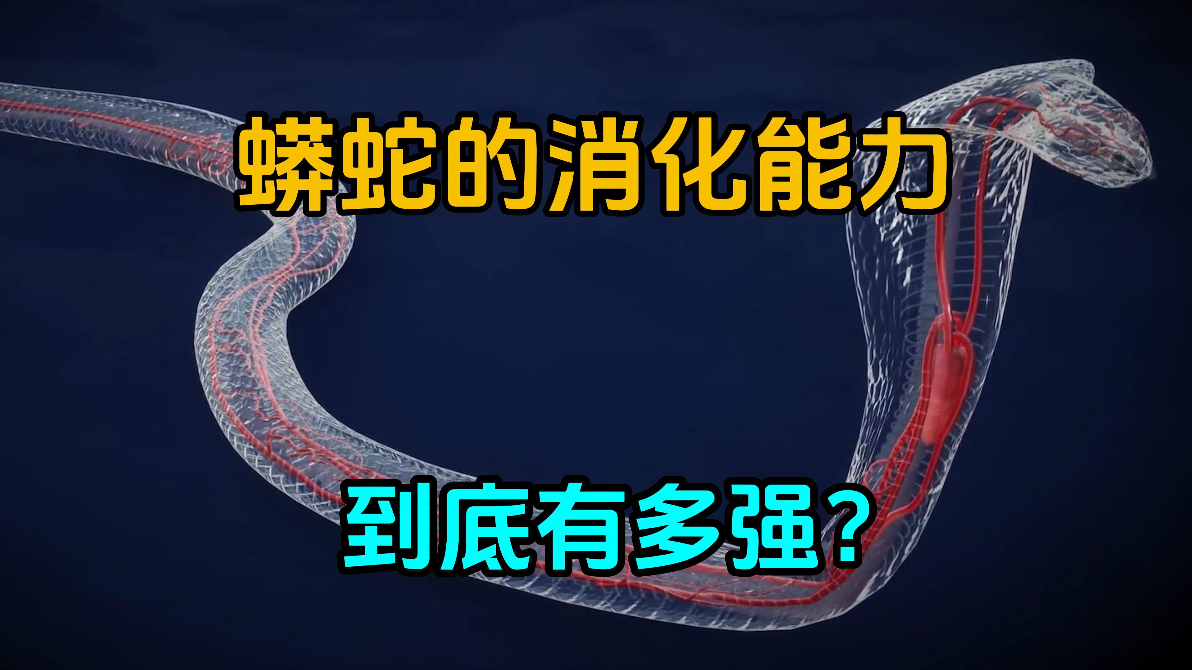 7天内能消化一整条鳄鱼,蟒蛇的消化能力到底有多强?哔哩哔哩bilibili