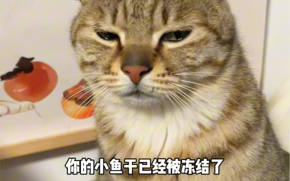 喜欢把鱼存银行的小猫哔哩哔哩bilibili