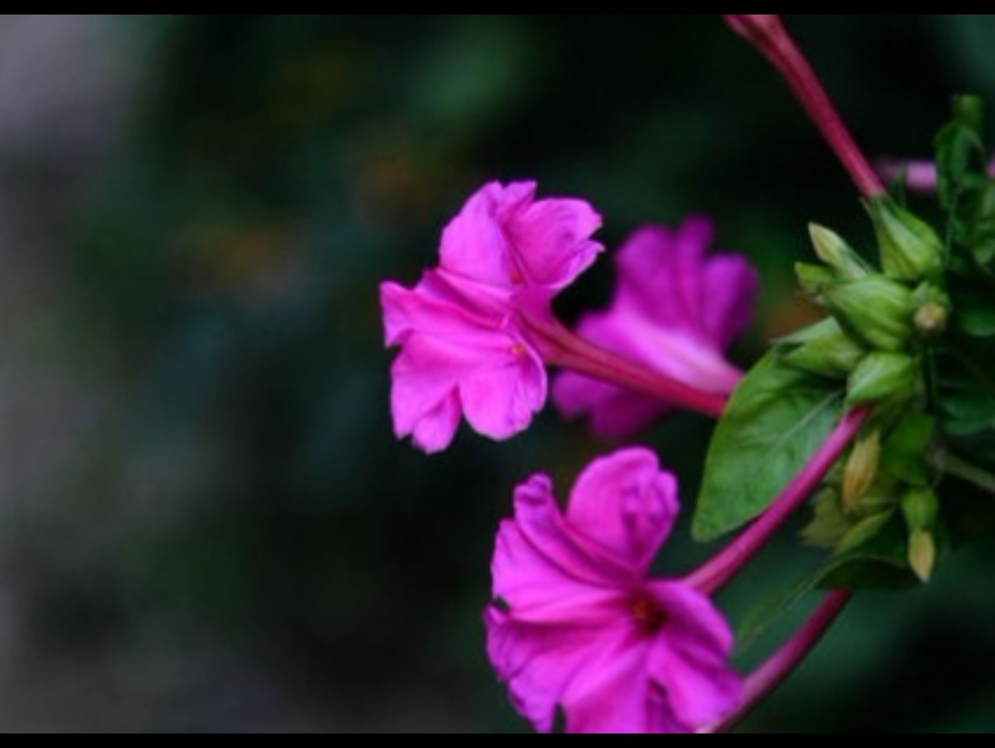 土到极致便是潮,四种“土里土气”的花和“土味”花语哔哩哔哩bilibili