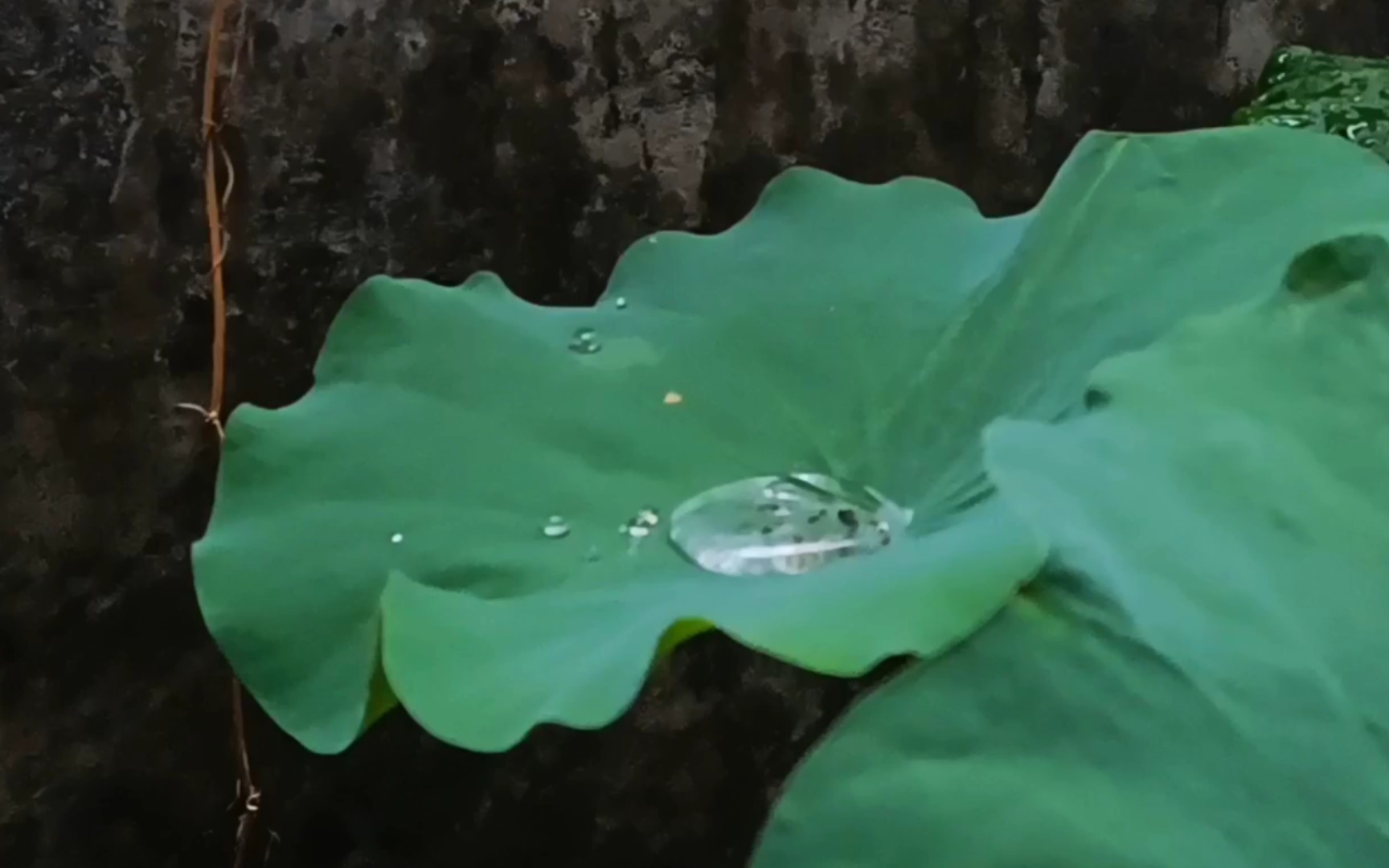 [图][静坐观雨] 骤雨过，似琼珠乱撒，打遍新荷 。 白噪音 放松 专注